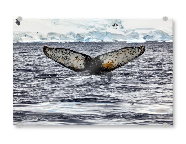 Acrylglasbild "Buckelwal" artboxONE - Natur,Reise - Wal,Buckelwal,Meer,Ozean,Meeressäuger,Antarktis,Walflosse,Walbeobachtung