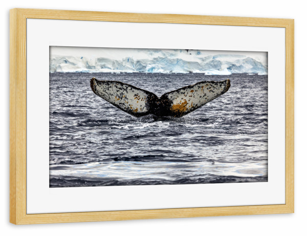 Poster mit Rahmen kiefer "Buckelwal" artboxONE - Natur,Reise - Wal,Buckelwal,Meer,Ozean,Meeressäuger,Antarktis,Walflosse,Walbeobachtung