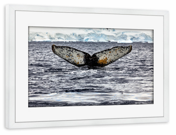 Poster mit Rahmen weiß "Buckelwal" artboxONE - Natur,Reise - Wal,Buckelwal,Meer,Ozean,Meeressäuger,Antarktis,Walflosse,Walbeobachtung