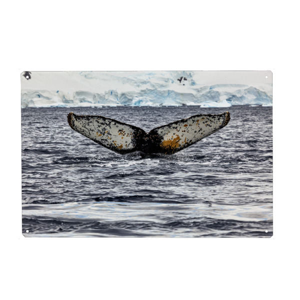 Metall Poster "Buckelwal" artboxONE - Natur,Reise - Wal,Buckelwal,Meer,Ozean,Meeressäuger,Antarktis,Walflosse,Walbeobachtung - Blechschild