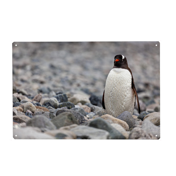 Holzbild "Der Eselspinguin" artboxONE - Natur,Tiere - Antarktis,Südpol,Pinguin,Eselspinguin,Vogel,Wildlife