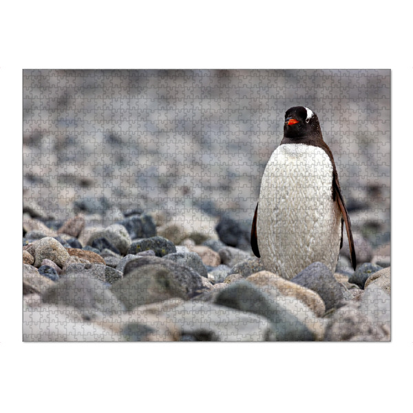 Puzzle Ravensburger "Der Eselspinguin" artboxONE - Natur,Tiere - Antarktis,Südpol,Pinguin,Eselspinguin,Vogel,Wildlife - Bild antarktis