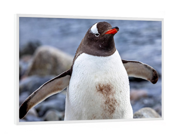 Poster mit weißem Rahmen "Eselspinguine der Antarktis" artboxONE - Natur,Tiere - Antarktis,Südpol,Pinguin,Eselspinguin,Vogel,Wildlife