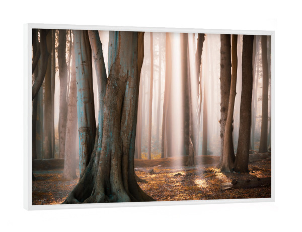 Poster mit weißem Rahmen "Herbst im Gespensterwald" artboxONE - Natur - Wald,Gespensterwald,Nebel,Rostock,Landschaft,Nienhagen,Bäume