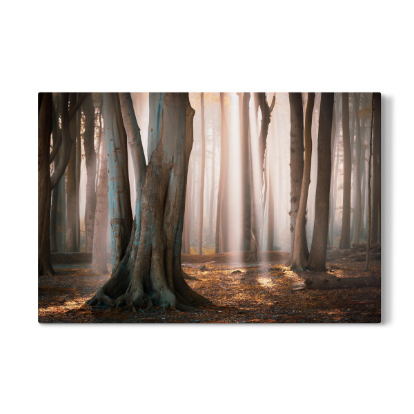 Galerie-Print "Herbst im Gespensterwald" 75x50 cm artboxONE