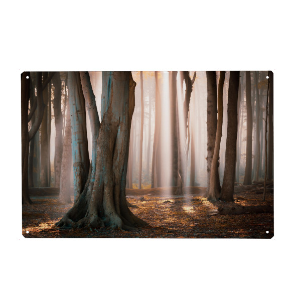 Metall Poster "Herbst im Gespensterwald" artboxONE - Natur - Wald,Gespensterwald,Nebel,Rostock,Landschaft,Nienhagen,Bäume - Blechschild