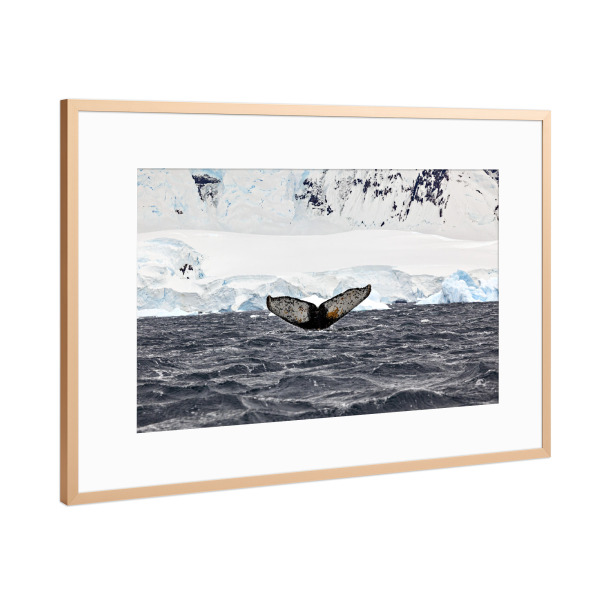 Poster mit Rahmen Kupfer "Die Walflosse" artboxONE - Natur,Tiere - Wal,Buckelwal,Meer,Ozean,Meeressäuger,Antarktis,Walflosse,Walbeobachtung