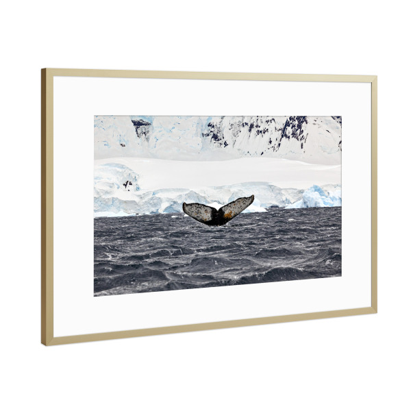 Poster mit Rahmen Gold "Die Walflosse" artboxONE - Natur,Tiere - Wal,Buckelwal,Meer,Ozean,Meeressäuger,Antarktis,Walflosse,Walbeobachtung