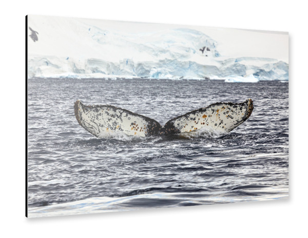 Alu-Dibond "Die Buckelwalflosse" 30x20 cm artboxONE