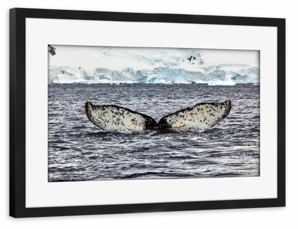 Poster mit Rahmen schwarz "Die Buckelwalflosse" artboxONE - Natur,Reise - Wal,Buckelwal,Meer,Ozean,Meeressäuger,Antarktis,Walflosse,Walbeobachtung