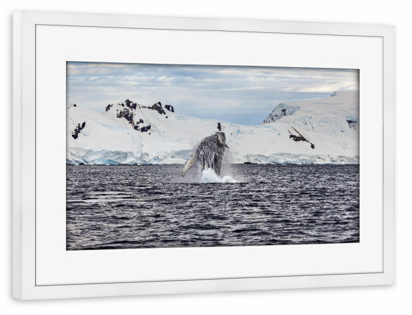 Poster mit Rahmen weiß "Ein Springender Buckelwal" artboxONE - Natur,Tiere - Wal,Buckelwal,Meer,Ozean,Meeressäuger,Antarktis,Walflosse,Walbeobachtung