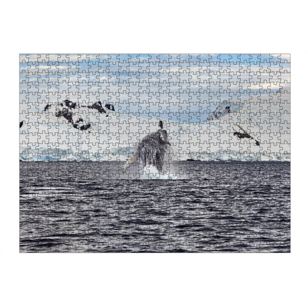 Puzzle Ravensburger "Ein Springender Buckelwal" artboxONE - Natur,Tiere - Wal,Buckelwal,Meer,Ozean,Meeressäuger,Antarktis,Walflosse,Walbeobachtung