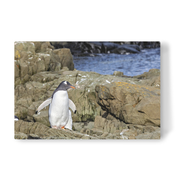 Leinwandbild "Ein Eselspinguin am Strand" artboxONE - Natur,Tiere - Pinguin,Antarktis,Pinguine,Eisberg,Antarktische halbinsel,Vogel,Eselspinguin