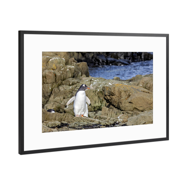 Poster mit Rahmen Schwarz (Metallic) "Ein Eselspinguin am Strand" artboxONE - Natur,Tiere