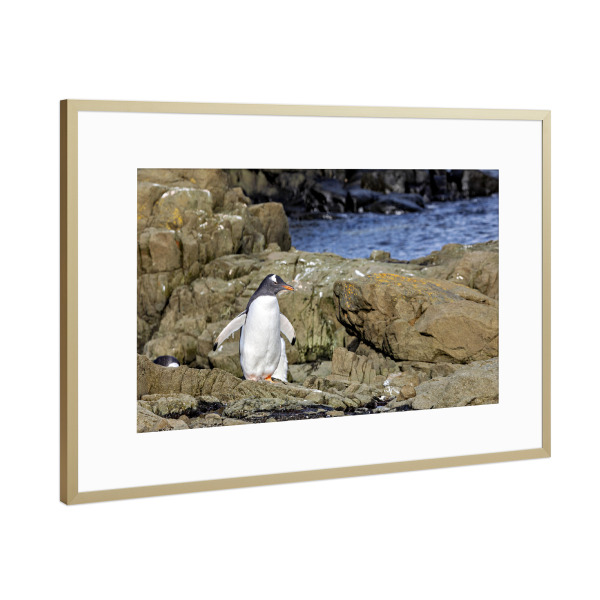 Poster mit Rahmen Gold "Ein Eselspinguin am Strand" artboxONE - Natur,Tiere