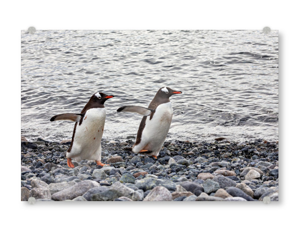 Acrylglasbild "Pinguinrennen" artboxONE - Natur,Tiere - Antarktis,Südpol,Pinguin,Eselspinguin,Vogel,Wildlife