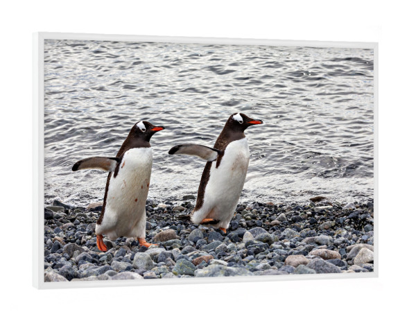 Poster mit weißem Rahmen "Pinguinrennen" artboxONE - Natur,Tiere - Antarktis,Südpol,Pinguin,Eselspinguin,Vogel,Wildlife