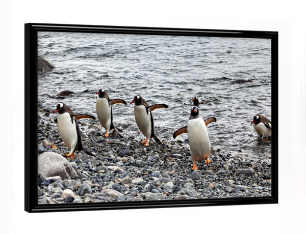 Poster mit schwarzem Rahmen "Die Eselspinguine am Strand" artboxONE - Tiere - Antarktis,Südpol,Pinguin,Eselspinguin,Vogel,Wildlife