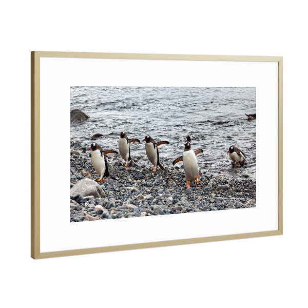Poster mit Rahmen Gold "Die Eselspinguine am Strand" artboxONE - Tiere - Antarktis,Südpol,Pinguin,Eselspinguin,Vogel,Wildlife