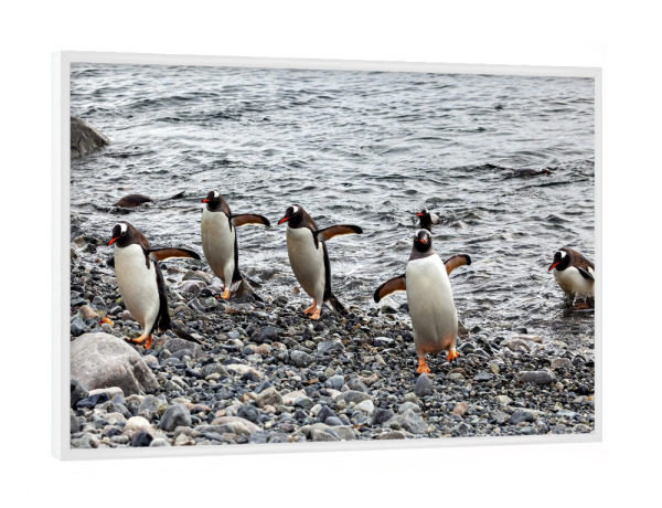 Poster mit weißem Rahmen "Die Eselspinguine am Strand" artboxONE - Tiere - Antarktis,Südpol,Pinguin,Eselspinguin,Vogel,Wildlife
