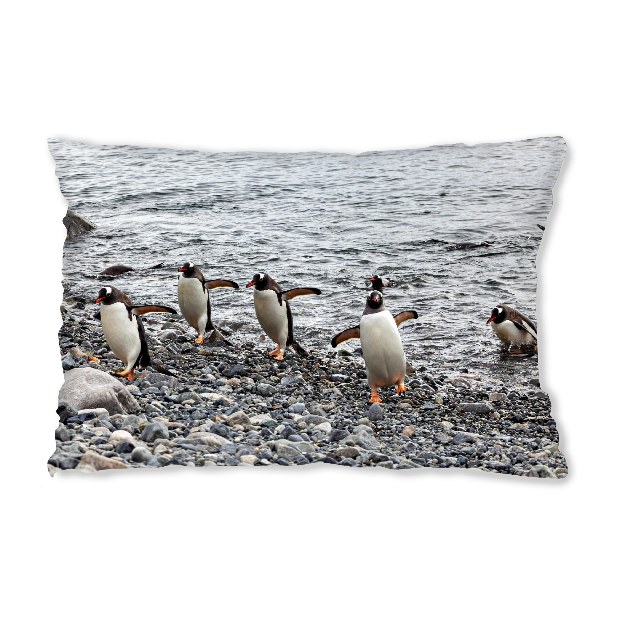 Design-Kissen "Die Eselspinguine am Strand" artboxONE - Tiere - Antarktis,Südpol,Pinguin,Eselspinguin,Vogel,Wildlife - Bild antarktis