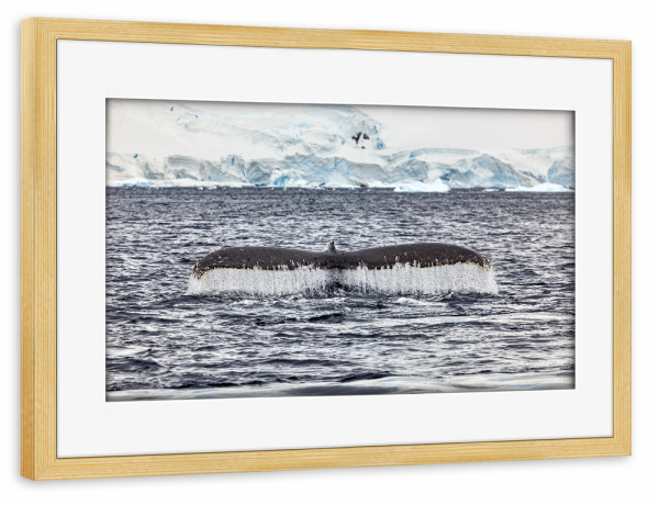 Poster mit Rahmen kiefer "Buckelwalflosse" artboxONE - Natur,Reise - Wal,Buckelwal,Meer,Ozean,Meeressäuger,Antarktis,Walflosse,Walbeobachtung
