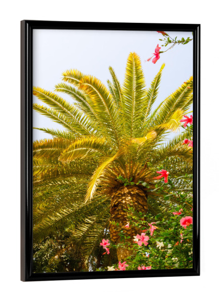 Poster mit schwarzem Rahmen "Palmen und Hibiskus in Andalusien" artboxONE - Natur,Reise,Floral