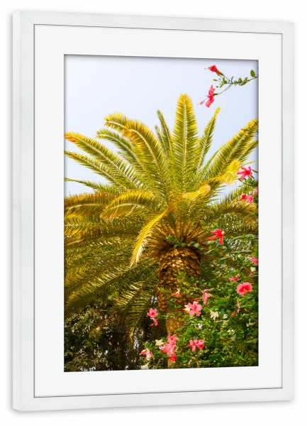 Poster mit Rahmen weiß "Palmen und Hibiskus in Andalusien" artboxONE - Natur,Reise,Floral