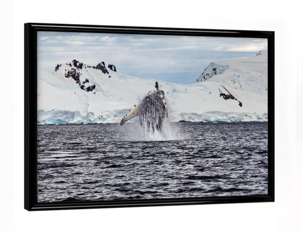 Poster mit schwarzem Rahmen "Springender Buckelwal" artboxONE - Natur,Reise
