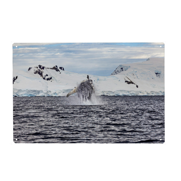 Holzbild "Springender Buckelwal" artboxONE - Natur,Reise - Wal,Buckelwal,Meer,Ozean,Meeressäuger,Antarktis,Walflosse,Walbeobachtung
