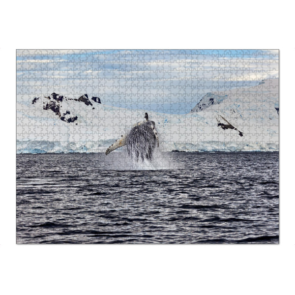 Puzzle Ravensburger "Springender Buckelwal" artboxONE - Natur,Reise - Wal,Buckelwal,Meer,Ozean,Meeressäuger,Antarktis,Walflosse,Walbeobachtung