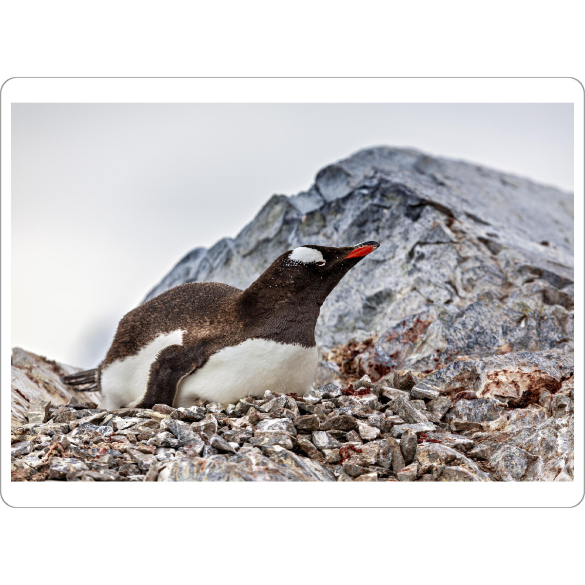 Tischset "Die Eselspinguine" artboxONE - Natur,Tiere - Antarktis,Südpol,Pinguin,Eselspinguin,Vogel,Wildlife - Bild antarktis