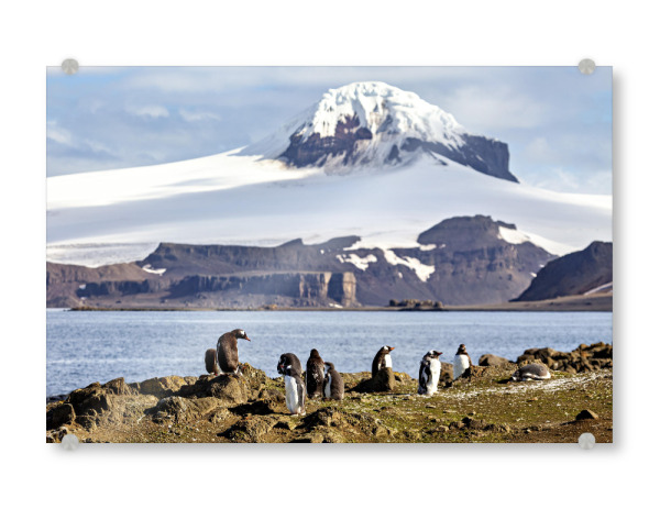 Acrylglasbild "Antarktis mit Pinguinen" artboxONE - Natur,Tiere - Pinguin,Antarktis,Pinguine,Eisberg,Antarktische halbinsel,Vogel,Eselspinguin