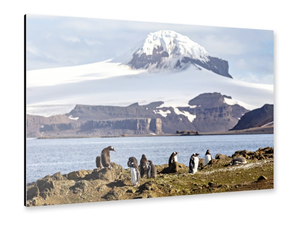 Alu-Dibond "Antarktis mit Pinguinen" 75x50 cm artboxONE