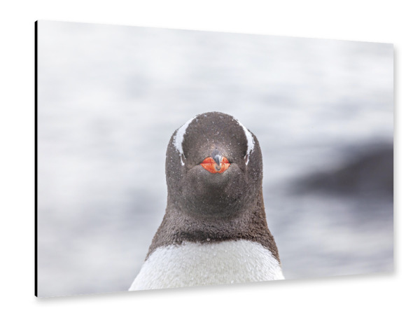 Alu-Dibond "Porträt eines Eselspinguin" 75x50 cm artboxONE