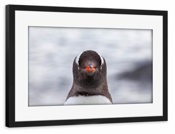 Poster mit Rahmen schwarz "Porträt eines Eselspinguin" artboxONE - Natur,Tiere - Antarktis,Südpol,Pinguin,Eselspinguin,Vogel,Wildlife