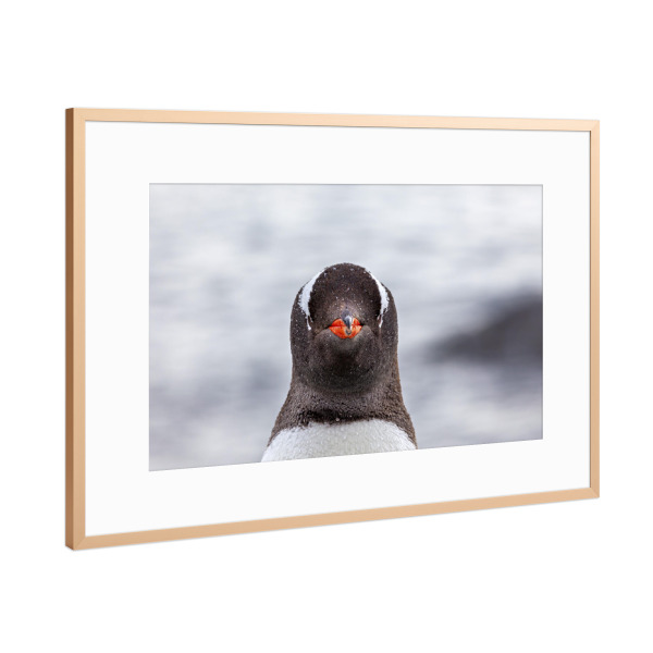 Poster mit Rahmen Kupfer "Porträt eines Eselspinguin" artboxONE - Natur,Tiere - Antarktis,Südpol,Pinguin,Eselspinguin,Vogel,Wildlife
