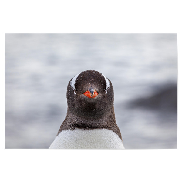 Poster "Porträt eines Eselspinguin" artboxONE - Natur,Tiere - Antarktis,Südpol,Pinguin,Eselspinguin,Vogel,Wildlife