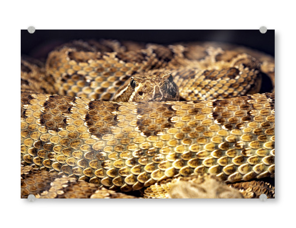 Acrylglasbild "Die Klapperschlange" artboxONE - Tiere - Schlange,Klapperschlange,Viper,Otter,Giftschlange