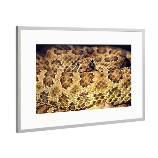 Poster mit Rahmen Silber "Die Klapperschlange" artboxONE - Tiere - Schlange,Klapperschlange,Viper,Otter,Giftschlange
