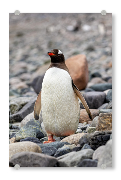 Acrylglasbild "Eselspinguine" artboxONE - Tiere - Antarktis,Südpol,Pinguin,Eselspinguin,Vogel,Wildlife