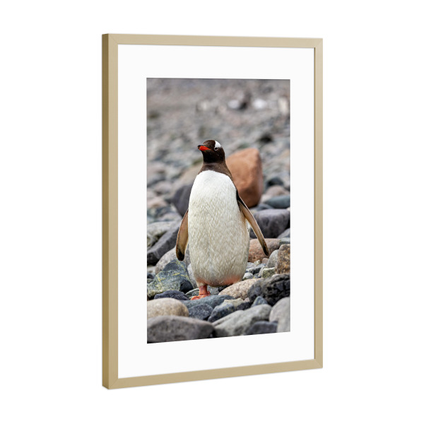 Poster mit Rahmen Gold "Eselspinguine" artboxONE - Tiere - Antarktis,Südpol,Pinguin,Eselspinguin,Vogel,Wildlife