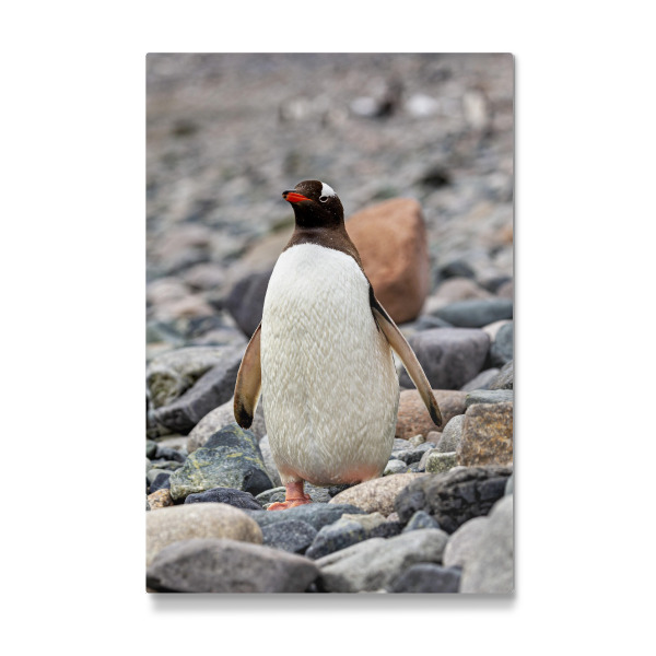 Galerie-Print "Eselspinguine" 75x50 cm artboxONE