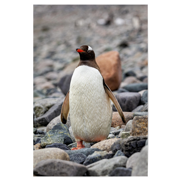 Poster "Eselspinguine" artboxONE - Tiere - Antarktis,Südpol,Pinguin,Eselspinguin,Vogel,Wildlife