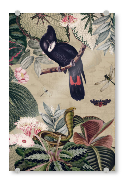 Acrylglasbild "Exotic Black Cockatoo Jungle" artboxONE - Natur,Reise,Floral,Tiere