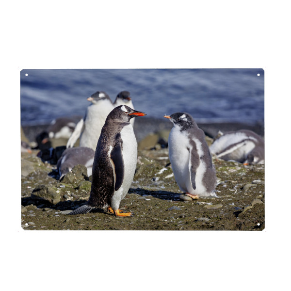 Metall Poster "Eine Gruppe Eselspinguin" artboxONE - Tiere - Pinguin,Antarktis,Pinguine,Eisberg,Antarktische halbinsel,Vogel,Eselspinguin
