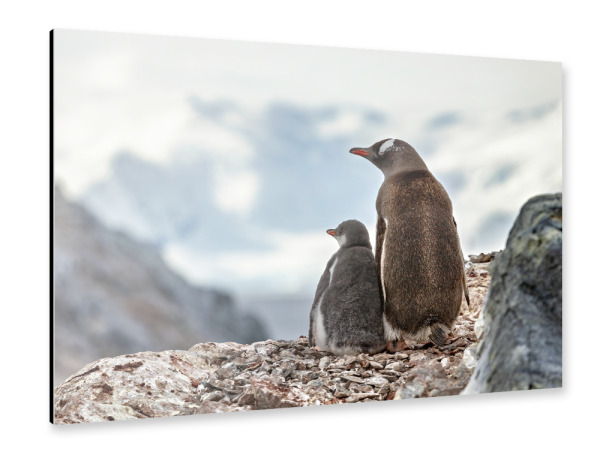 Alu-Dibond "Eselspinguin" 30x20 cm artboxONE