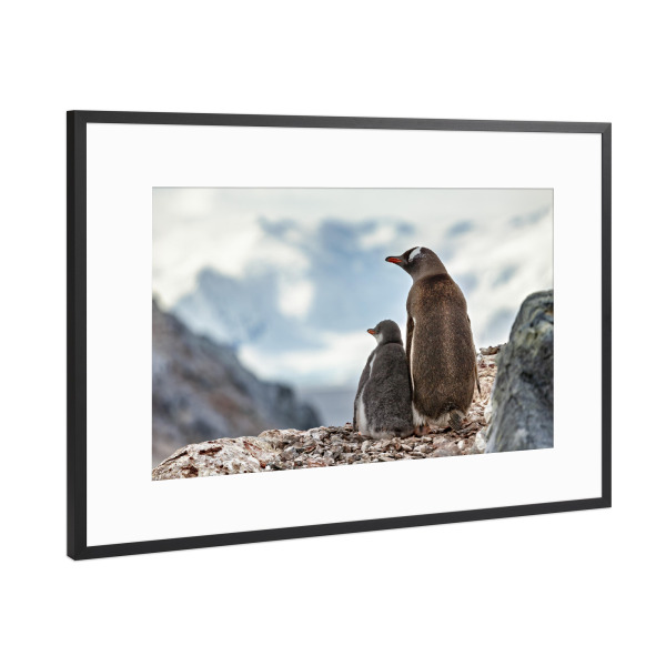 Poster mit Rahmen Schwarz (Metallic) "Eselspinguin" artboxONE - Natur,Reise,Tiere - Antarktis,Südpol,Pinguin,Eselspinguin,Vogel,Wildlife