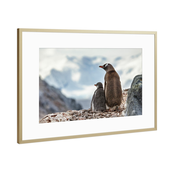 Poster mit Rahmen Gold "Eselspinguin" artboxONE - Natur,Reise,Tiere - Antarktis,Südpol,Pinguin,Eselspinguin,Vogel,Wildlife