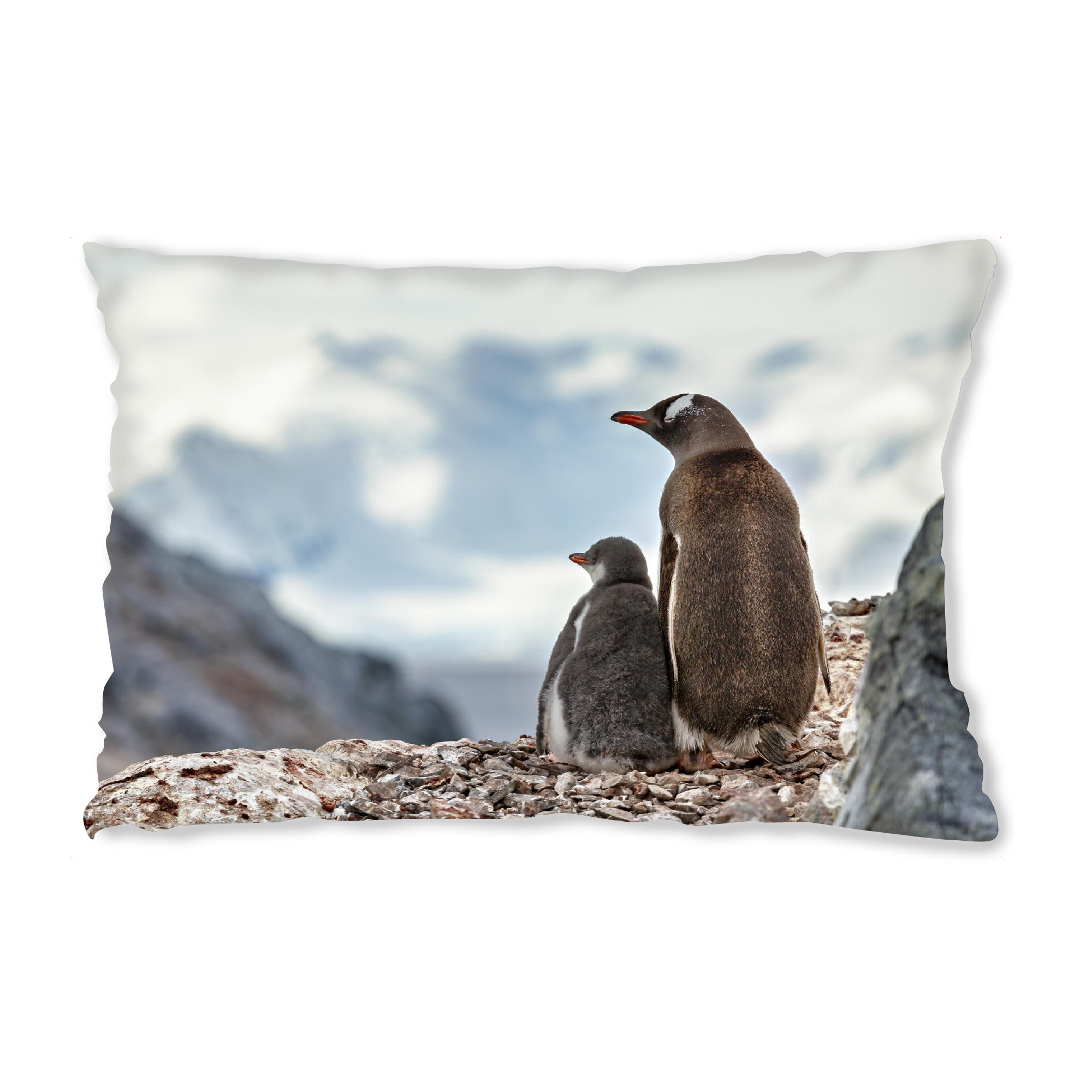 Design-Kissen "Eselspinguin" artboxONE - Natur,Reise,Tiere - Antarktis,Südpol,Pinguin,Eselspinguin,Vogel,Wildlife - Bild antarktis